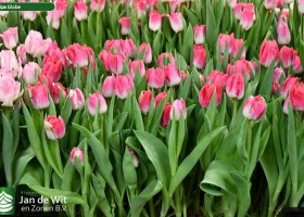 Tulipa Globe ® (2)